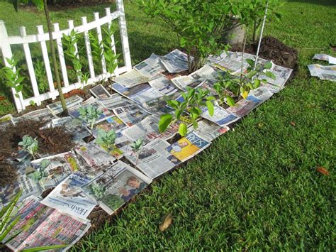 9 Excellent Ways To Use Newspaper In Your Garden Gardening Sun