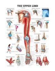 Rudiger Anatomie The Upper Extremity Laminated Anatomy Chart