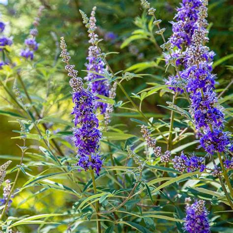 Vitex agnus castus Delta Blues - Gattilier