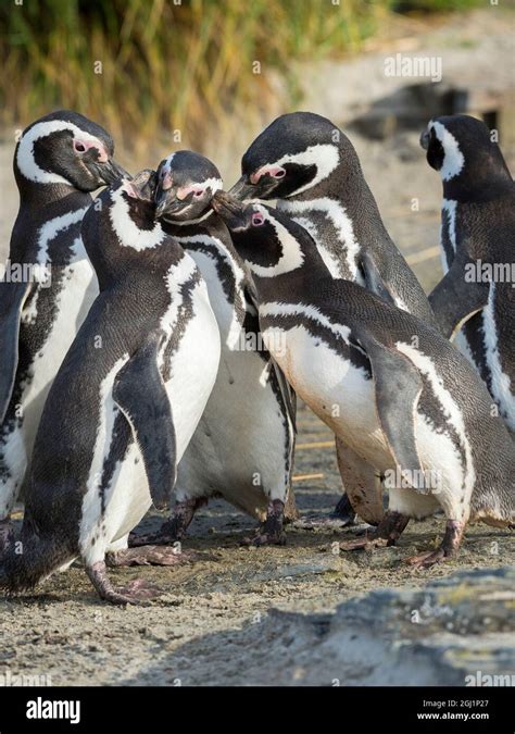 Magellanic Penguin social interaction and behavior in a group, Falkland ...