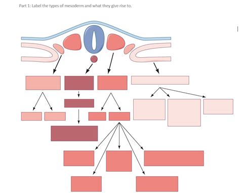 Solved Label the types of mesoderm and what they give rise | Chegg.com