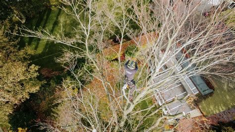 Tree Surgery Service Tree Surgeon Sheffield