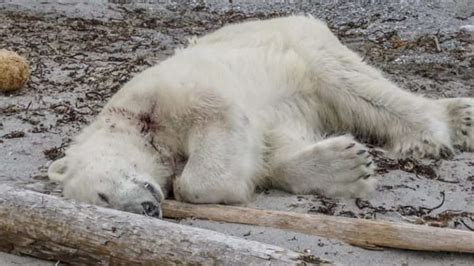 Arctic Wild Polar Bear Shot Dead for Tourism by Armed Guards.