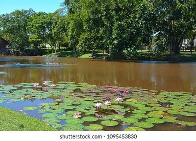 Aquatic Plants Plants That Have Adapted Stock Photo 1095453830 ...