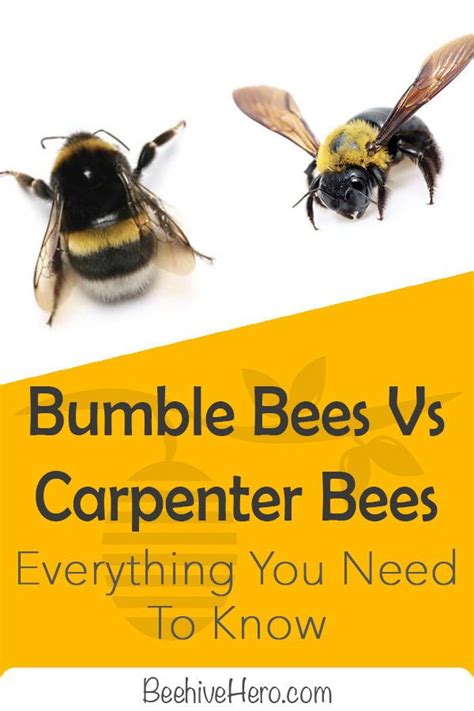 Bumblebees Vs Carpenter Beesthey Share A Few Similarities But Were