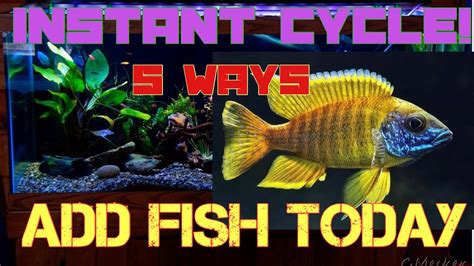 How To Cycle An Aquarium Fast Youtube