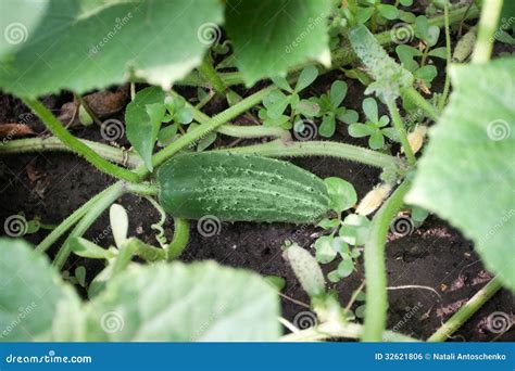 Gherkin In Field Stock Photo Image Of Group Plant Pickle 32621806