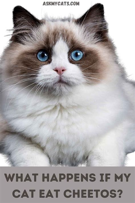 Can Cats Eat Hot Cheetos Your Query Our Findings