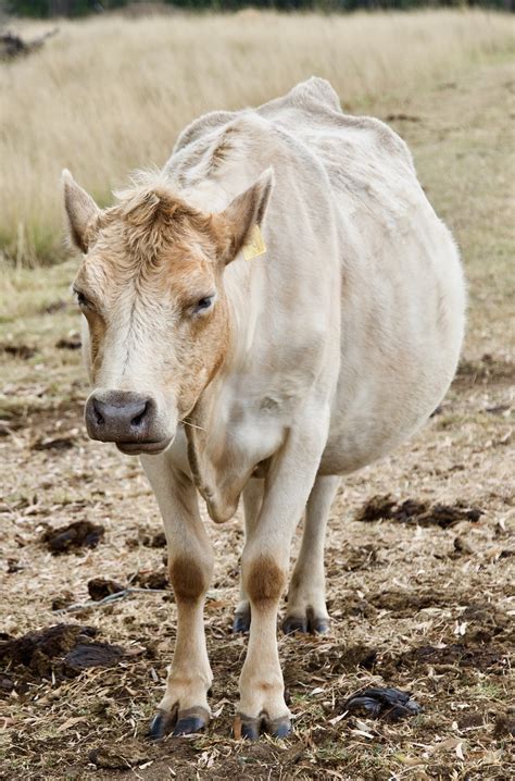 Vaca Gado Fazenda Foto Gratuita No Pixabay Pixabay