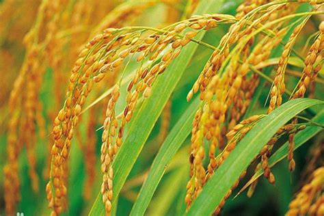 Chinese Scientists Manage To Revive Whats Best In Hybrid Rice To Make Seeds More Durable