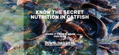 Milkfish Nutrition Benefits for Your Body and Diet | Indonesia Milkfish Factory, How to Fillet ...