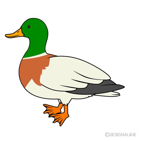 Mallard Duck Clip Art Free PNG ImageIllustoon