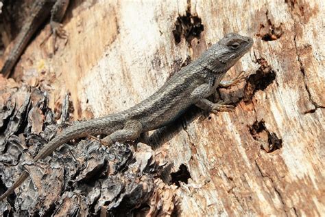 Southwestern Fence Lizard Sceloporus Cowlesi Highway 78 Flickr