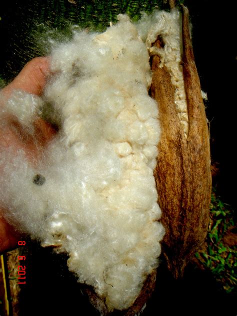 Kapok Fibers • Ceiba Foundation