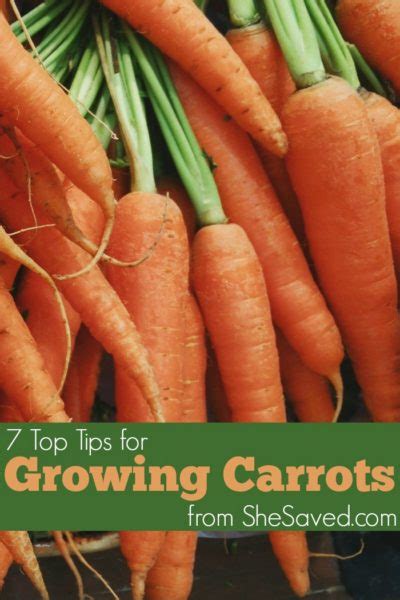 7 Tips For Growing Carrots Shesaved®