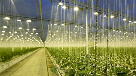 Ai Powered Greenhouses Benefits And Challenges Of