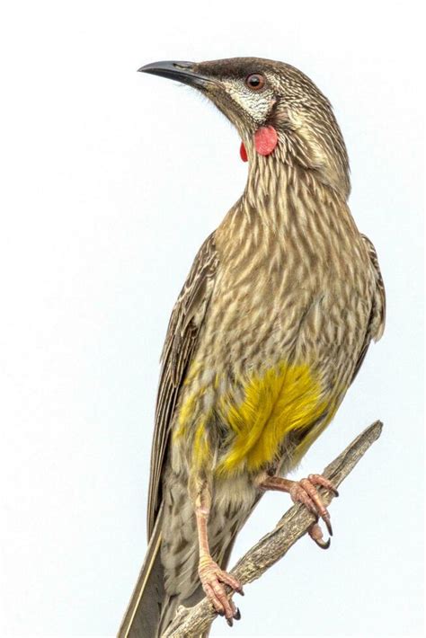 Red Wattlebird In Australia 25933007 Stock Photo At Vecteezy