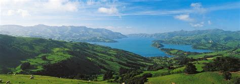 Akaroa Harbour - Black Cats and Wineries - Women Travel NZ