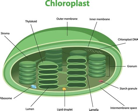 illustration  chloroplast structure diagram  vector art