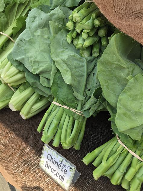 Chinese Broccoli – World Farmers