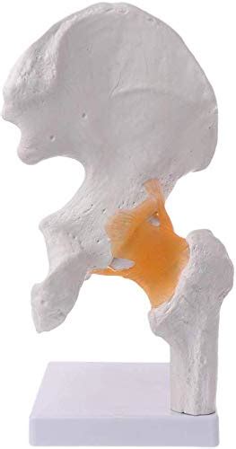 Buy Lifesize Anatomical Human Hip Joint With Femur Ligament Model