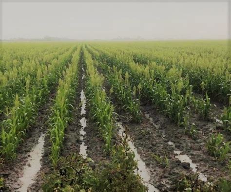 La Temporada De Lluvias Agrichem De México