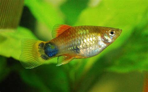 Emperor Tetra Care Complete Guide For Beginners Aquariumnexus