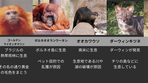 【比較】【ランキング】世界の絶滅危惧種の動物12選 Youtube