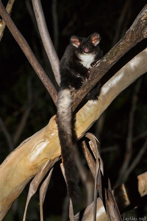 Southern Greater Glider Petauroides Volans Captured This Flickr