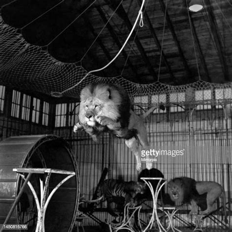 Circus Lion Cage Photos And Premium High Res Pictures Getty Images