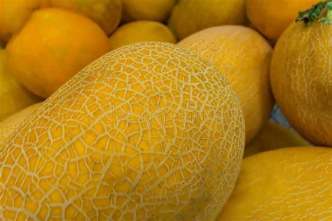 fresh organic yellow melon stock image image  green design