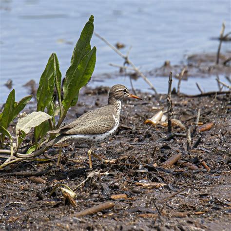 Spotted Sandpiper Mike Powell