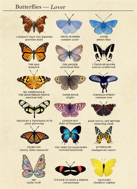 The Butterflies And Their Names Are Shown In This Poster Which Shows