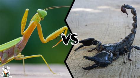 Praying Mantis Vs Scorpion Who Is The Strongest Predator Of The