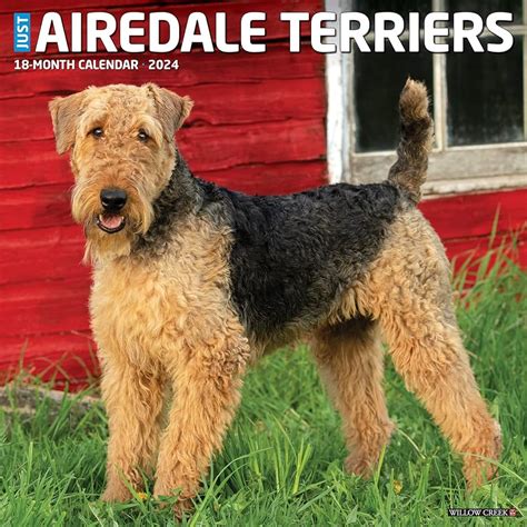 Airedale 2024 Calendar Carla Cosette