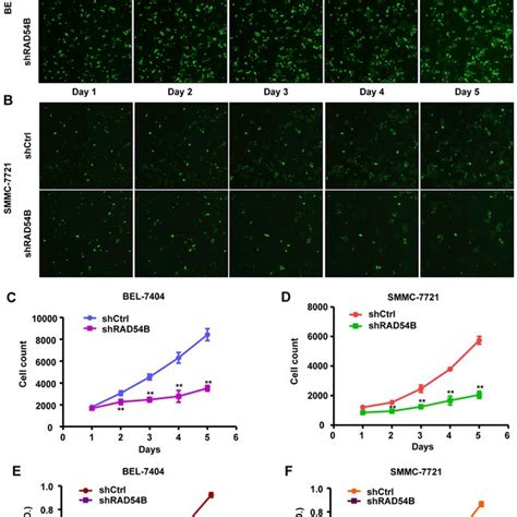 Silencing Of Rad54b Inhibits Proliferation In Bel 7404 And Smmc 7721 Download Scientific