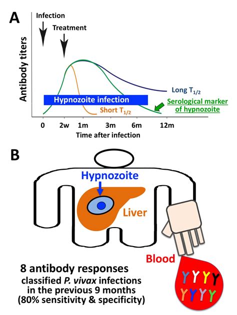 Hypnozoite Serological Marker [image] Eurekalert Science News Releases