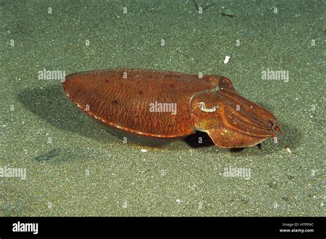 Needle Cuttlefish Sepia Aculeata On Ocean Floor Bali Indonesia