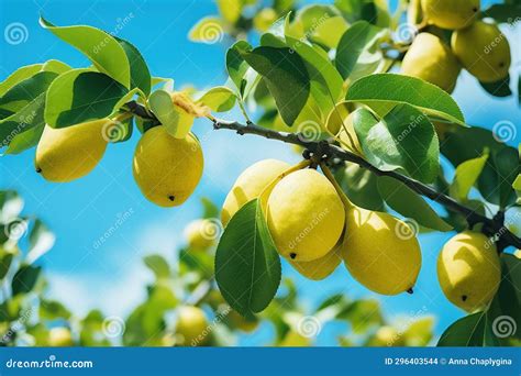 Pear Tree Branches Over Blue Sky Close Up Stock Photo Image Of Fruit