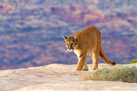 What Does A Mountain Lion Mean In A Dream Luciding Dream Dictionary