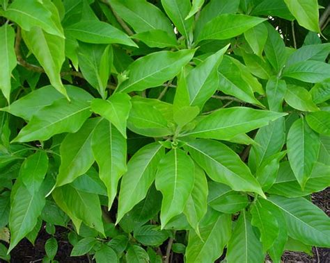 justicia adhatoda gardensonline