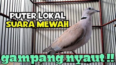 GACOR MBEKUR SUARANYA Pancingan PUTER LOKAL PEMULA YouTube