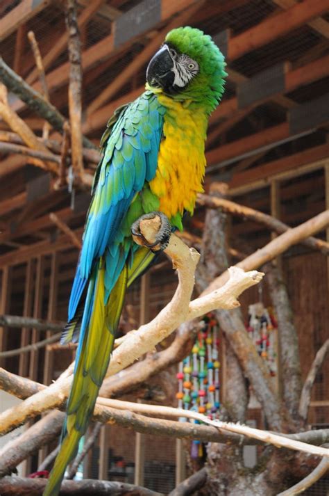 Miligold Macaw Live Zoo Animals Tropical Fish Birds Reptiles