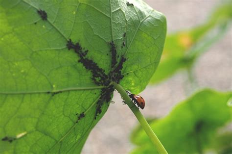 Dammanns Garden Company Aphids 101