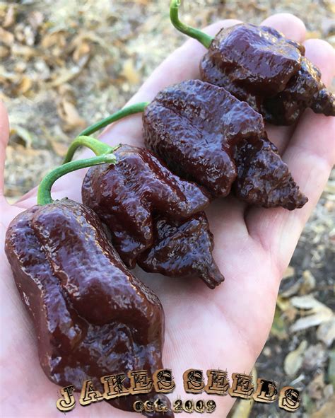 Chocolate Bhutlah Pepper Seeds Super Hot Jake S Seeds