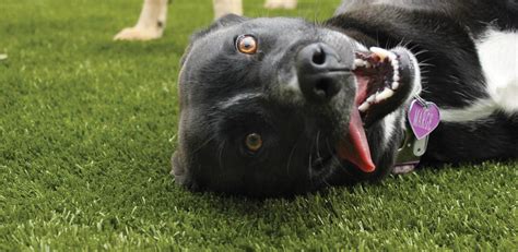 The Best Fake Grass for Dogs - See it in Action | K9Grass