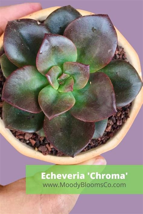 Echeveria Moody Blooms Echeveria Planting Succulents Chenille Plant