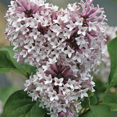 Baby Kim Syringa Pwcc Qt Pot Garden Crossings