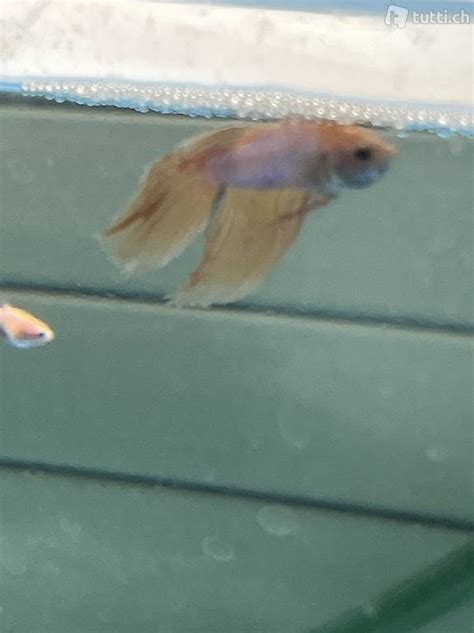 Junge Weisser Kampffisch Betta Splendens Crown Tail Im Kanton Z Rich