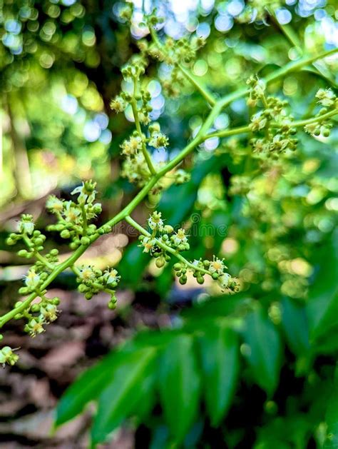 Eu Tirei Esta Foto De Uma Floresta Foto De Stock Imagem De Flor